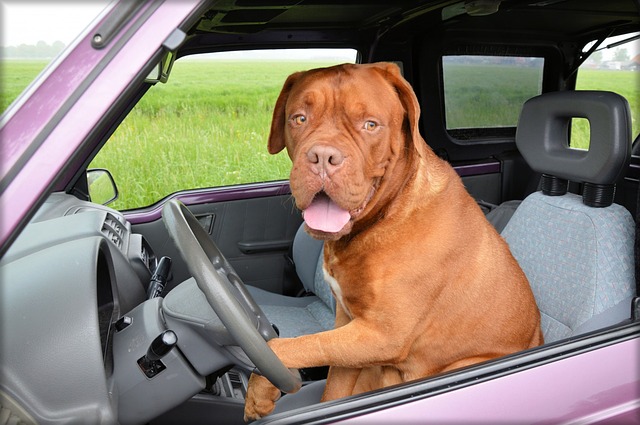 Para viajar seguro en el coche, no olvides asegurar a tu mascota