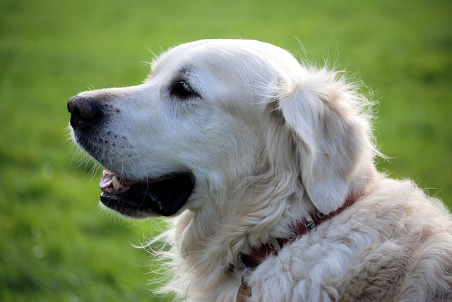 Seguros de Hogar para mascotas