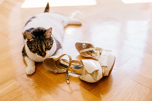 seguro de responsabilidad civil para el gato