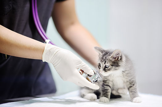 seguro veterinario para gatos
